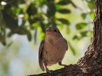 Close-up of bird perching on tree