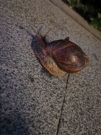 Close-up of snail