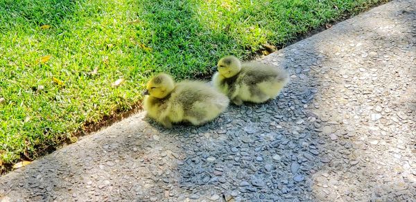 High angle view of mallard duck on land