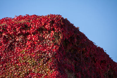 Low angle view of red flowering plants against clear blue sky