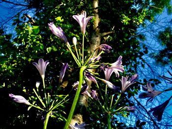 Close-up of flowers blooming outdoors