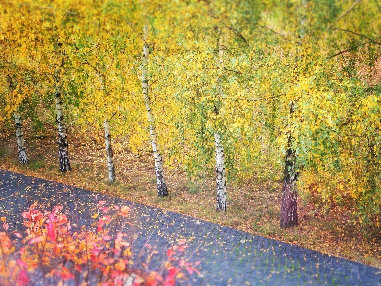 autumn, change, tree, season, the way forward, leaf, road, yellow, nature, transportation, orange color, tranquility, street, beauty in nature, growth, fallen, diminishing perspective, branch, scenics, day