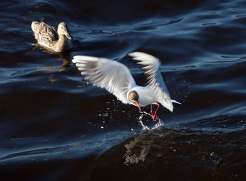 Seagulls flying over lake