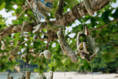 Close-up of berries hanging on tree