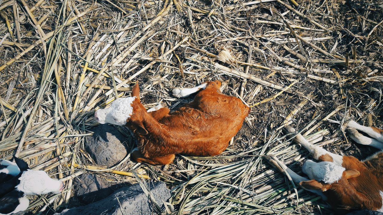 HIGH ANGLE VIEW OF BIRD IN NEST ON LAND