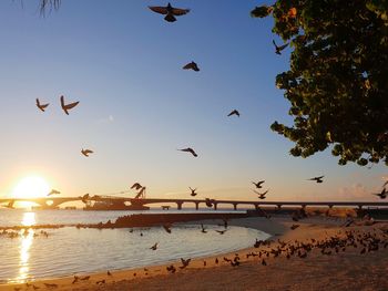 Seagulls flying over sea against sky