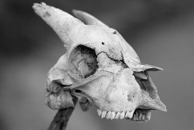 Close up of sun bleached goat skull with blurred background