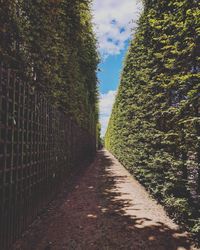 Footpath amidst trees against sky