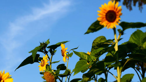 Low angle view of sunflowers against blue sky