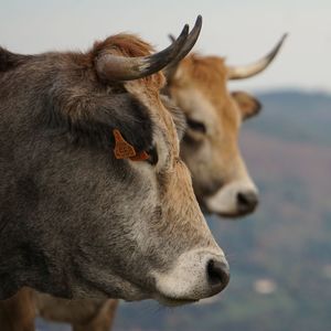 Close-up of a cow