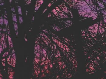 Low angle view of silhouette trees in forest against sky