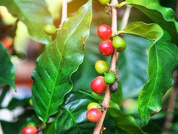 Close-up of red berries growing on tree