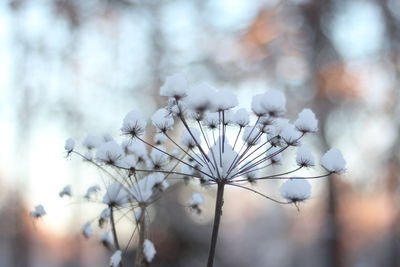 Close-up of white flowering plant