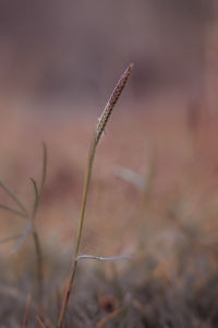 Close-up of dry leaf on field