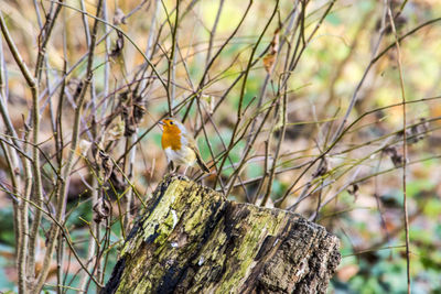 Bird perching on tree