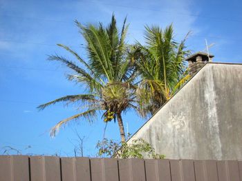 Low angle view of palm tree against blue sky