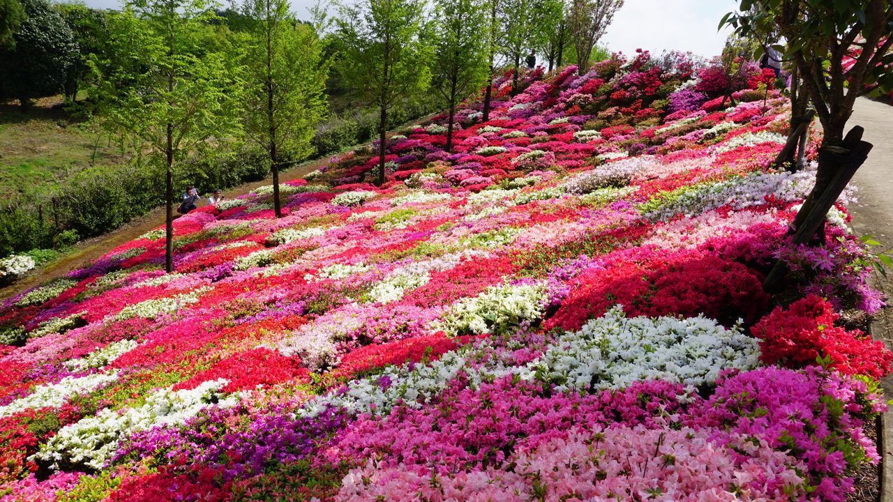 plant, flower, flowering plant, beauty in nature, growth, nature, freshness, tree, day, pink color, land, vulnerability, fragility, park, tranquility, outdoors, park - man made space, springtime, tranquil scene, no people, flowerbed