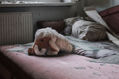 Dog sitting on sofa at home