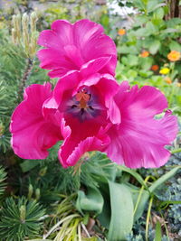 Close-up of pink rose flower