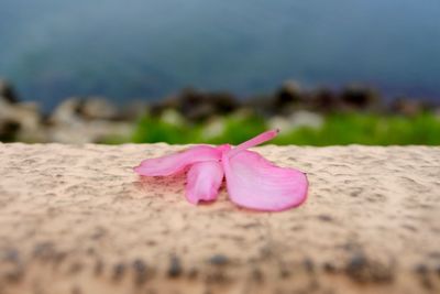 Close-up of pink flower