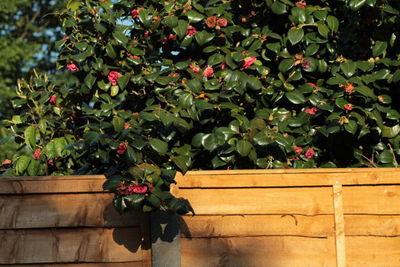 Red rose on plant