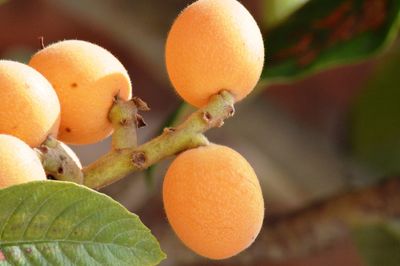 Close-up of orange fruits on tree