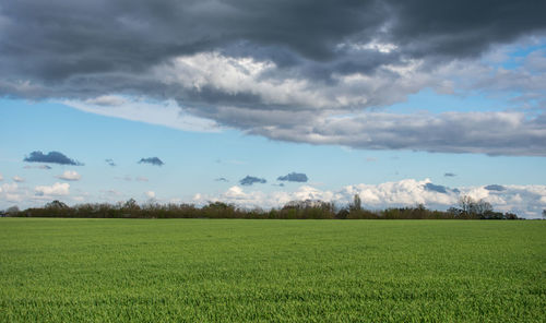 Scenic view of field against sky