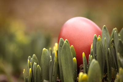 Close-up of easter egg