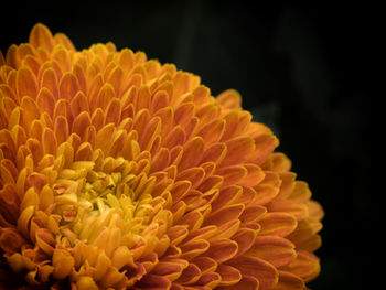 Close-up of yellow flowers against black background