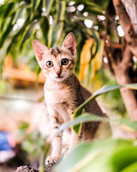 Portrait of cat on tree