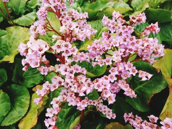 Close-up of pink flowering plant