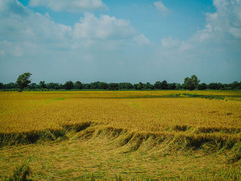 Scenic view of field against sky