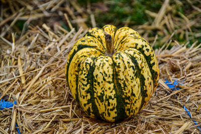 Close-up of pumpkin on field