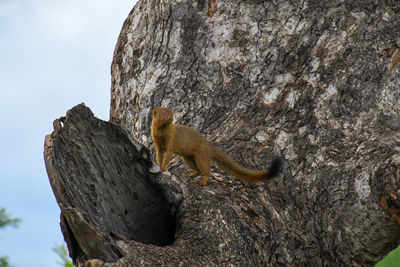 Low angle view of lizard on rock