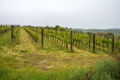 Scenic view of vineyard against sky