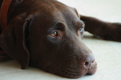 Close-up of chocolate labrador relaxing at home