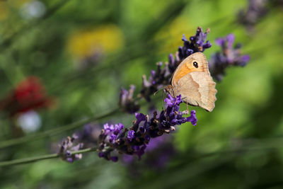 Meadow brown butterfly, maniola jurtina, on lavender blossom