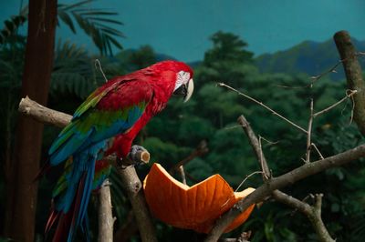 Parrot and a pumkin