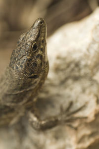 Close-up of lizard