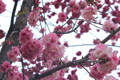 Low angle view of pink flowers on tree