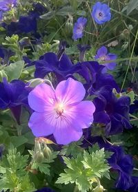 High angle view of purple flowers blooming outdoors