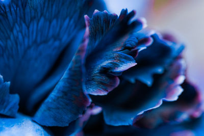 Close-up of purple flowering plant