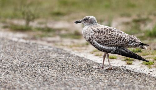 Close-up of bird perching on a land