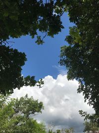 Low angle view of tree against blue sky