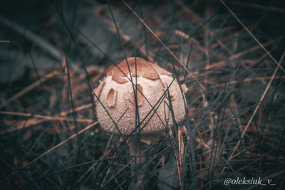 Close-up of dry mushroom on field