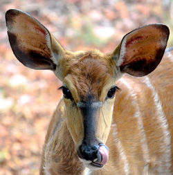 Portrait of deer