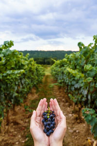 Cropped image of hand holding fruit on field against sky