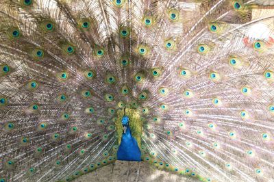 Full frame shot of peacock