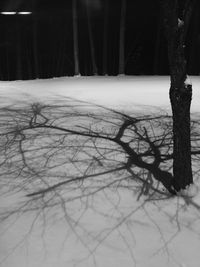 Snow covered trees