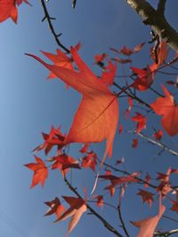 Low angle view of maple tree against sky